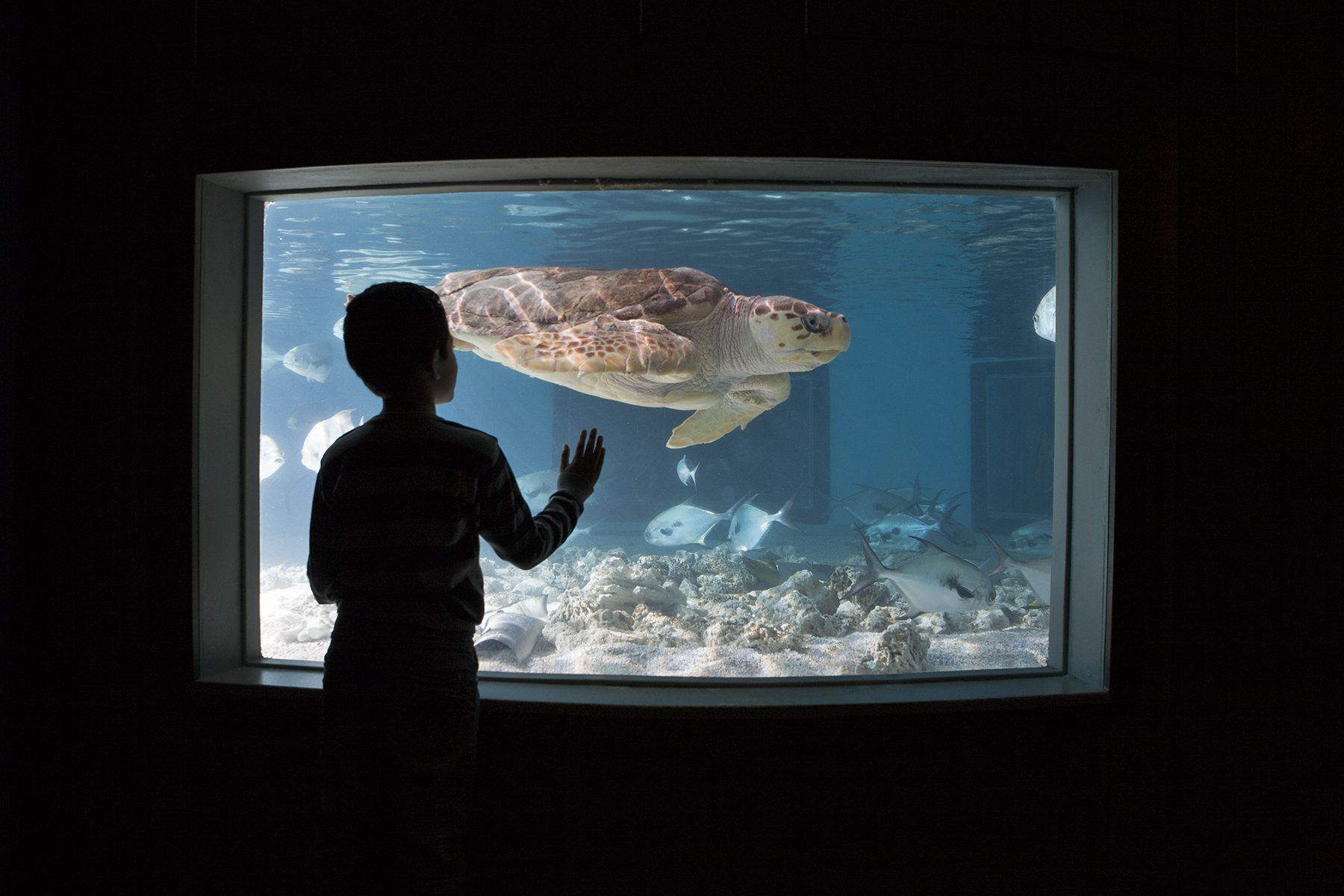 "SensoryFriendly Morning" Sun., Feb. 3 at The Maritime Aquarium