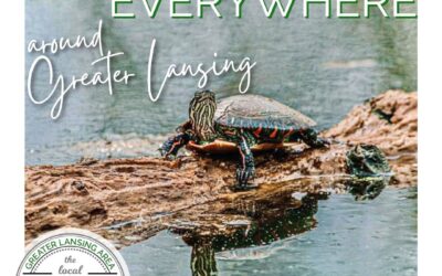 Turtles, Turtles Everywhere!