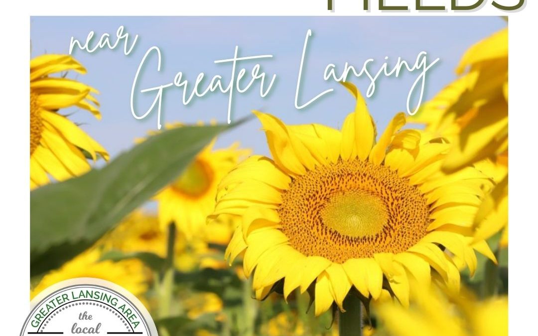 5+ Sunflower Fields in Greater Lansing🌻