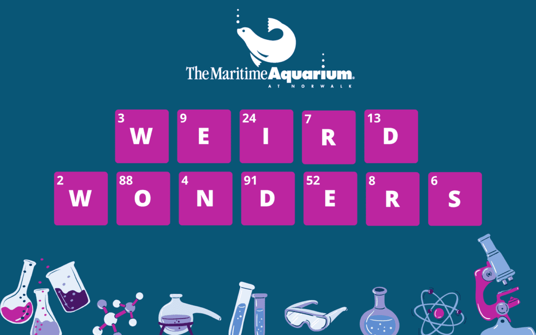 Weird Wonders at The Maritime Aquarium
