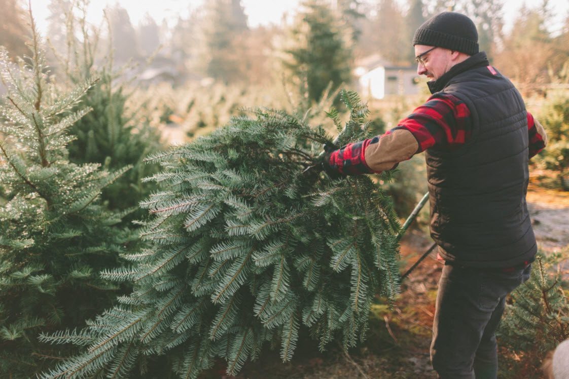 Where To Cut Your Own Or Buy Your Christmas Tree - Rye & Rye Brook Moms