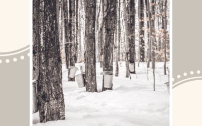Local Maple Syrup Tapping Events