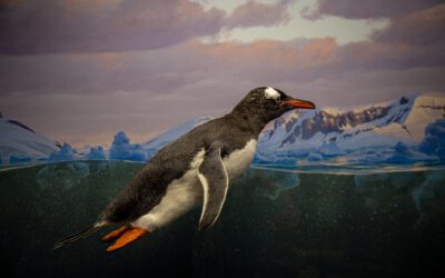 5 Reasons to Visit the New Bruce Museum on its Grand Opening Day!