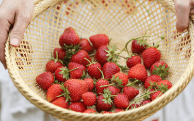 Where to Pick Your Own Fruit this Summer!