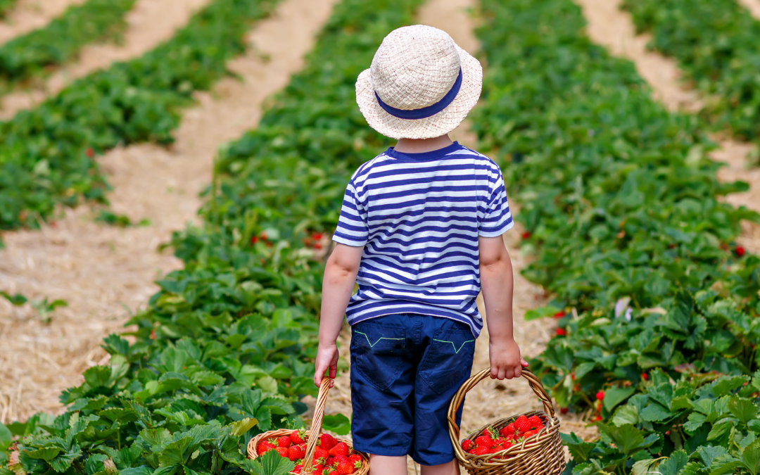 U-Pick Farms in Greater Lansing
