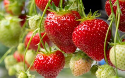 Where to Go Strawberry Picking Near Greenwich!