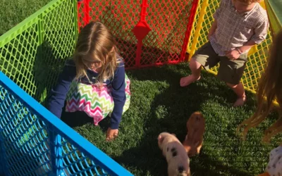 Have NY Teacup Piggies at your Next Birthday Party!