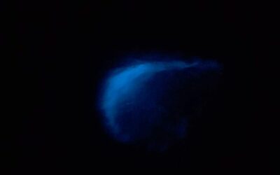 Experience the Magic of Bioluminescence on the Space Coast