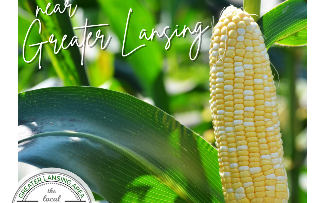 5+ Spots for Sweet Corn around Greater Lansing