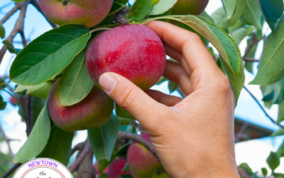 Local Connecticut Spots Where You Can Pick Your Own Apples