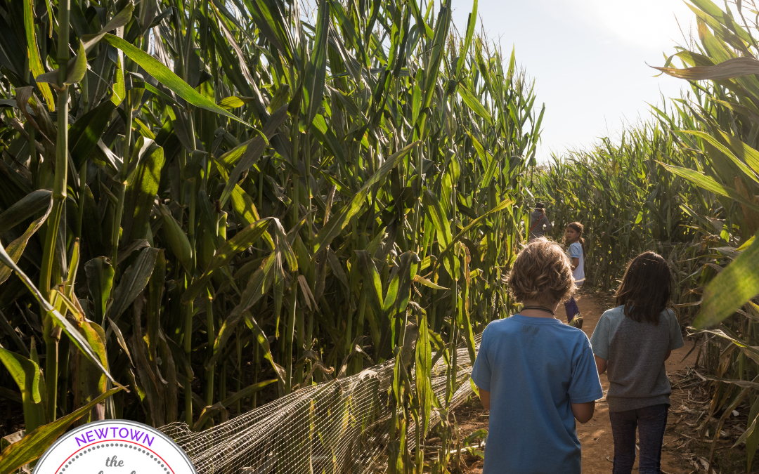 Local Corn Mazes In & Around Newtown
