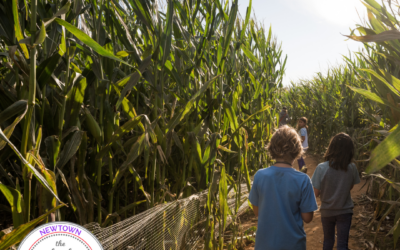 Local Corn Mazes In & Around Newtown