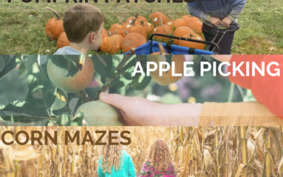 Apples, Pumpkins, Corn Mazes, and Halloween Events 2023!