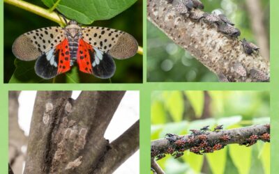 3 Things You Should Know About the Spotted Lanternfly