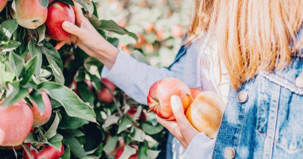 Apple Picking Header (1500 × 788 px) - 1