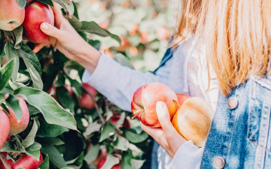 The North Shore Moms Guide to Apple Picking & Apple Festivals (2023)