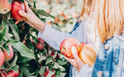 The North Shore Moms Guide to Apple Picking & Apple Festivals (2023)