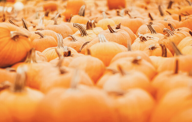 Pumpkin patch article