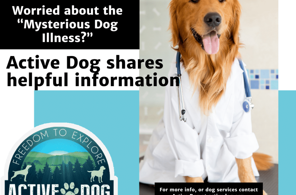 Wondering about the “Mysterious Illness” affecting Dogs?