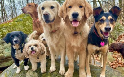 Make sure your Dogs are MENTALLY Healthy with these Tips from Active Dog