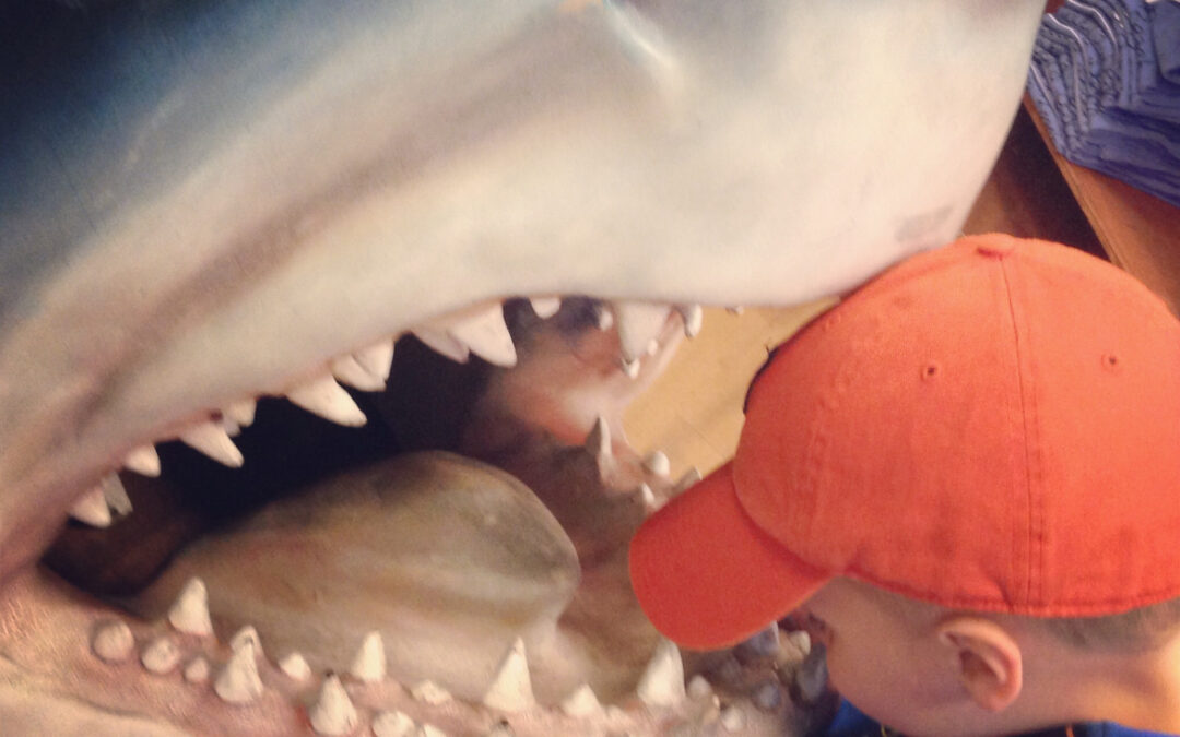 Shark Week and More Sharks!