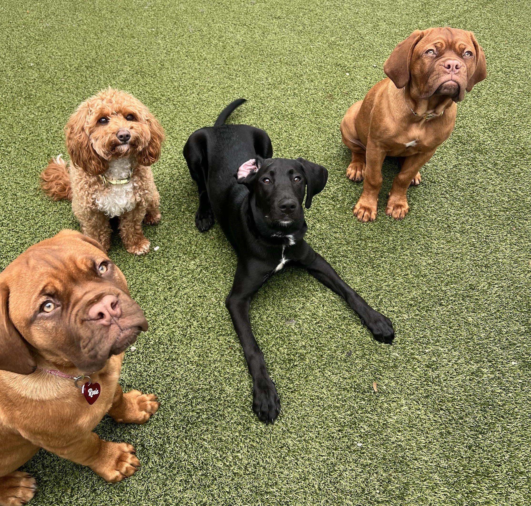puppy socialization