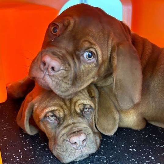 puppy socialization & training