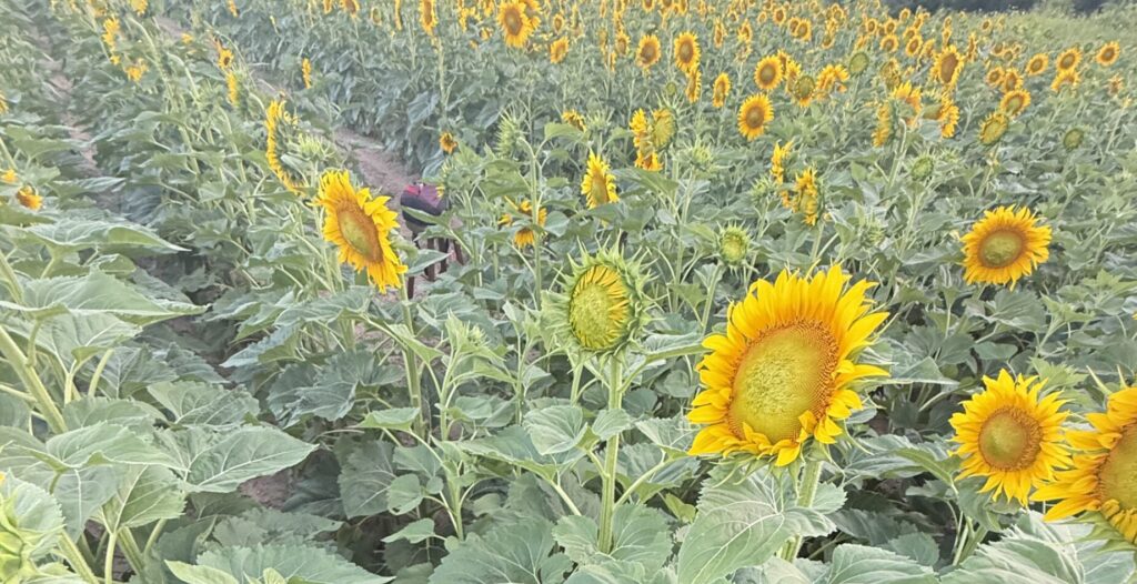 sunflower