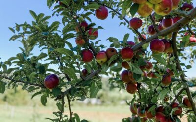 Where to Go Apple Picking around Westchester, NY