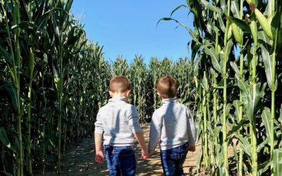 Corn Mazes Around Westchester, NY