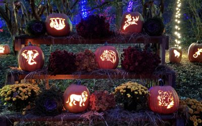 North Shore Pumpkin Patches – 2024
