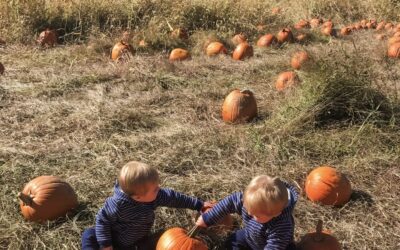 Pumpkin Patches in and Around Westchester, NY