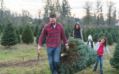 Where to Get a Christmas Tree on the North Shore – 2024