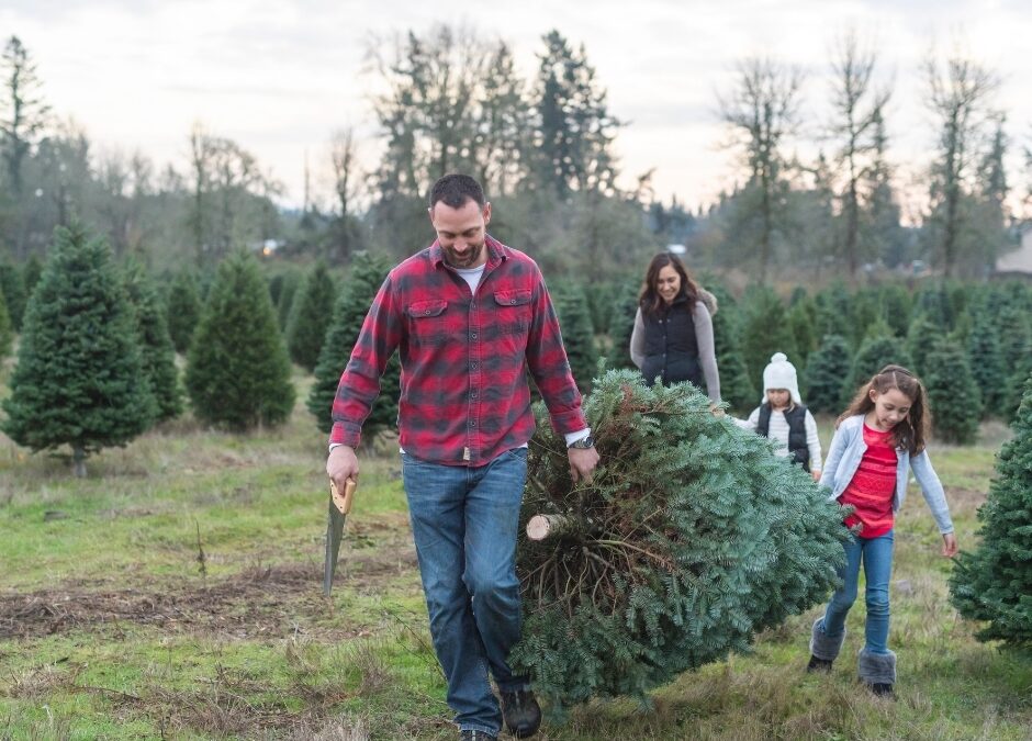 Where to Get a Christmas Tree on the North Shore – 2024