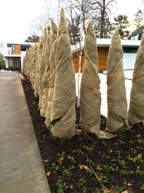 Is Your Landscape Ready for Winter? Time to Transplant, Repurpose, and Decorate