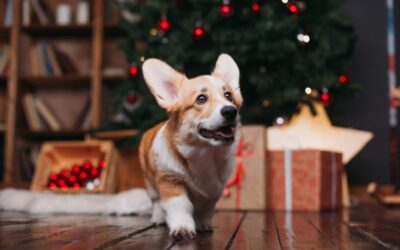 PuroClean of Greenwich | Stamford: 12 Holiday Pet Safety Tips
