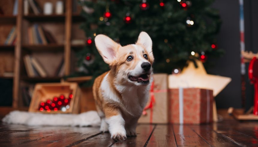 PuroClean of Greenwich | Stamford: 12 Holiday Pet Safety Tips