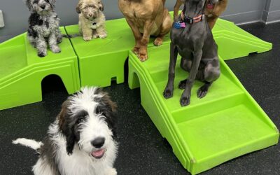 Room for Paws: Your Pup’s Home Away from Home!