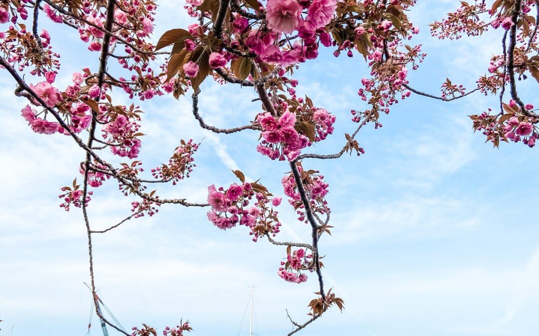 Where to See Cherry Blossoms in Westchester