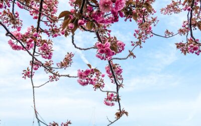 Where to See Cherry Blossoms in Westchester