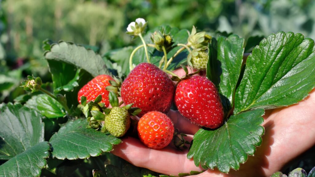Strawberry Blog Header 2025