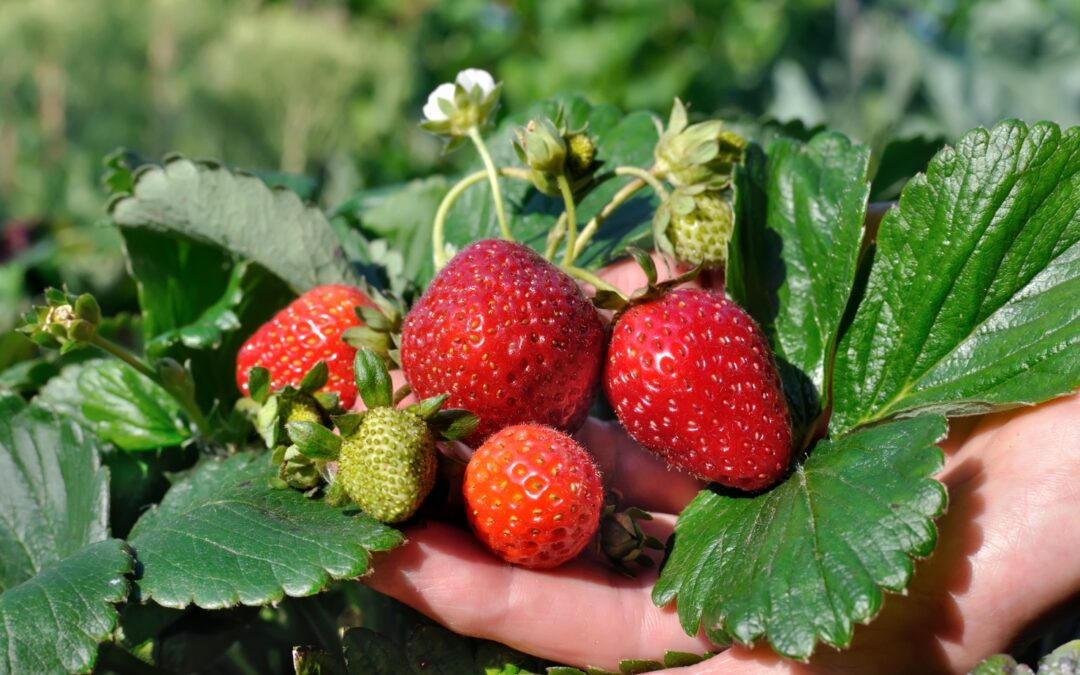 Strawberry Festivals & PYO – North Shore (2025)