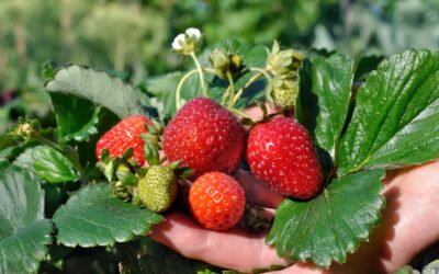 Strawberry Festivals & PYO – North Shore (2025)