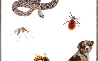 Bites, Stings & Summer Things: When to Head to the ER