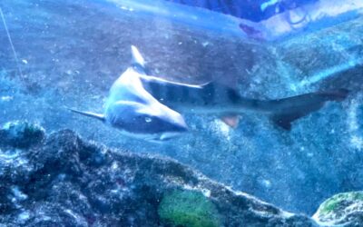 There’s a New Shark in Town at SEA LIFE Michigan And You Can Name Him!