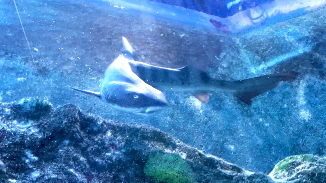 There’s a New Shark in Town at SEA LIFE Michigan And You Can Name Him!