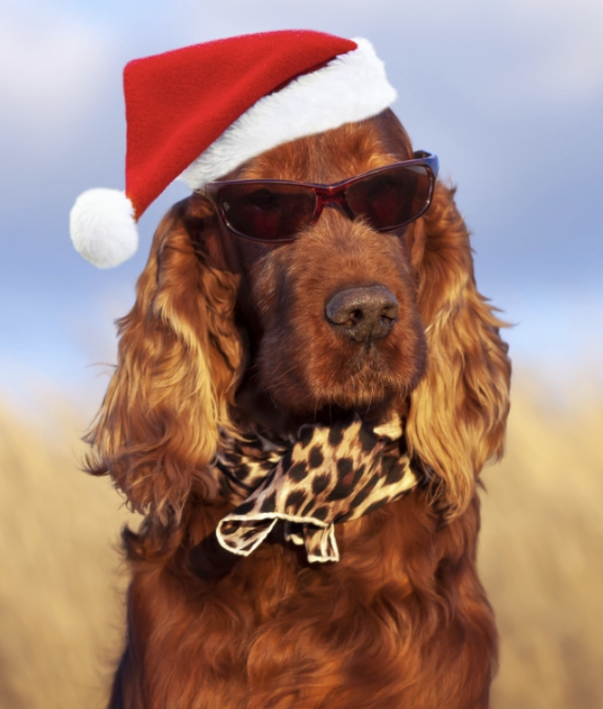 Monmouth christmas head 2025