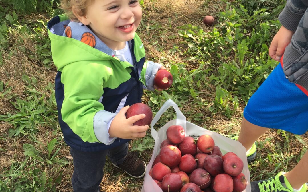 14 Apple Picking Orchards Near and Far | Chicago’s North Shore