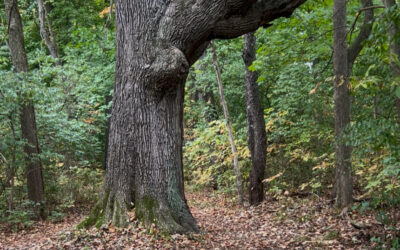 5+ Hiking Trails in Greater Lansing!