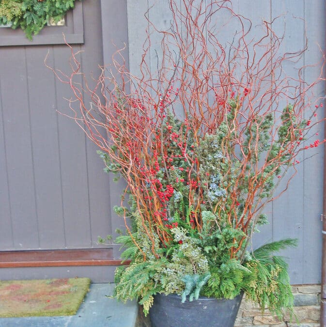 Bringing Color into Your Winter Landscape